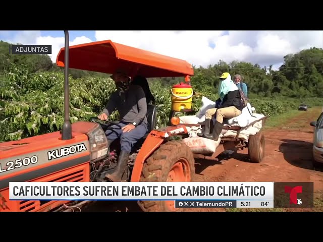 ⁣Cultivos de café sufren el embate del cambio climático