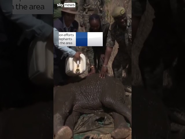 ⁣Overpopulated elephants relocated in Kenya