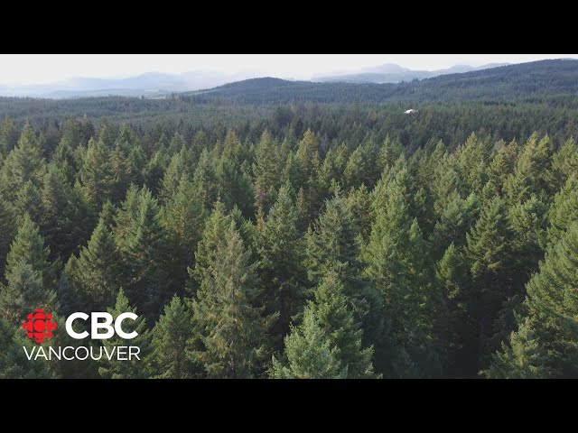 ⁣Future of forestry in B.C. should be a central election question, experts say