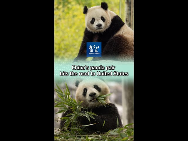 ⁣Xinhua News | China's panda pair hits the road to United States