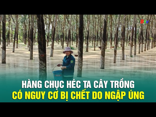 ⁣Hàng chục héc ta cây trồng có nguy cơ bị chết do ngập úng