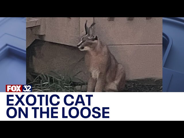 ⁣Exotic cat on the loose in Chicago suburb