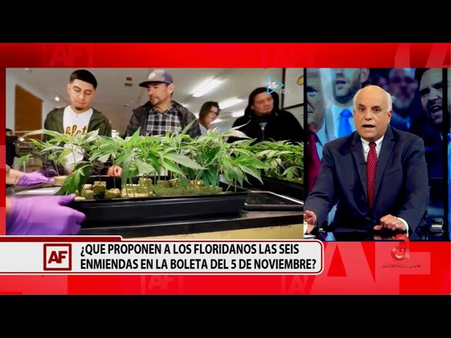 ⁣Debate: Legalizar el uso de la Marihuana en Florida con fines recreativos