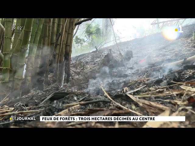 ⁣Feux de forêts : trois hectares décimés au centre