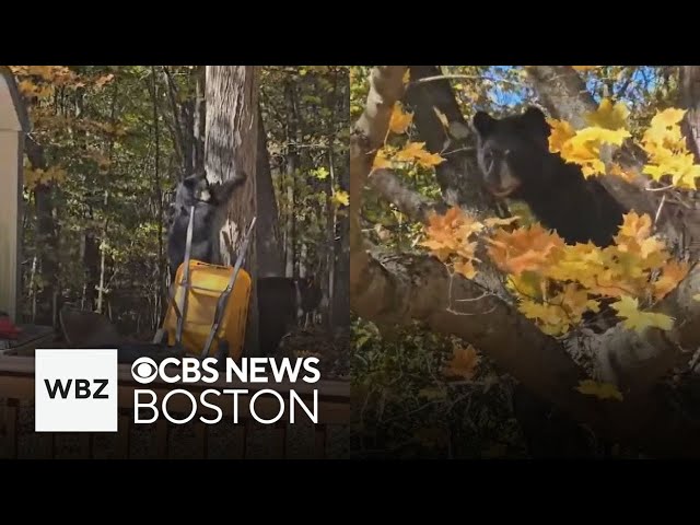 ⁣Mama bear and two cubs spotted roaming in Worcester