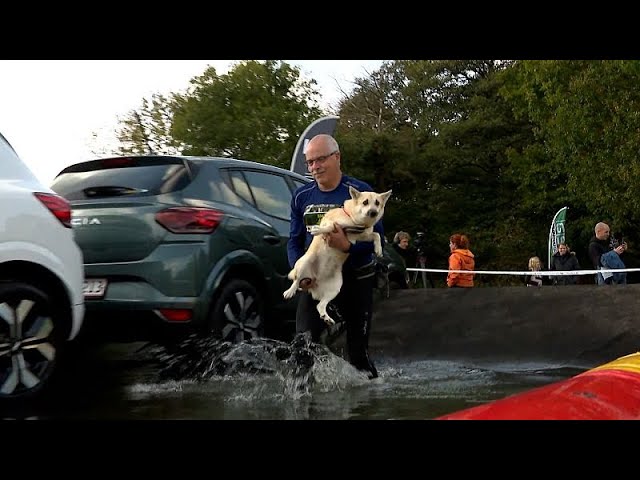 ⁣NO COMMENT: Increíble carrera de obstáculos para perros y dueños en Dinamarca