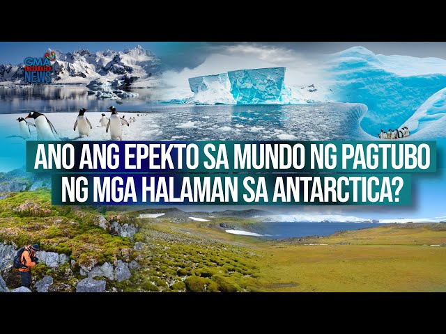 ⁣Ano ang epekto sa mundo ng pagtubo ng mga halaman sa Antarctica? | Need To Know