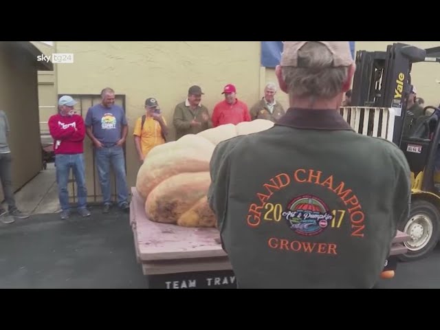 ⁣Usa, zucca da oltre 1100 kg: è la più grande del mondo