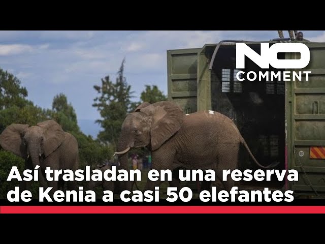 ⁣NO COMMENT: Así trasladan en una reserva de Kenia a casi 50 elefantes