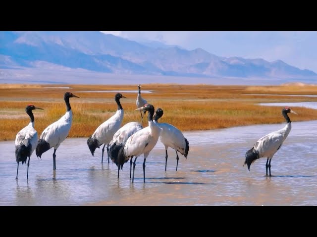 ⁣Black-necked cranes thrive at Gansu Yanchiwan Wetlands