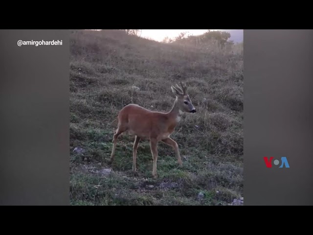 ⁣ویدئویی کوتاه از یک شوکا، کوچک‌ترین گوزن بومی در جنگل‌های ایران