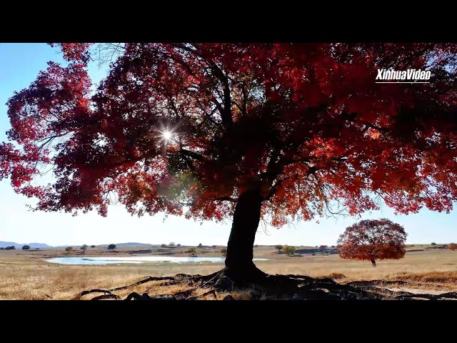 ⁣China From Above: Encountering the maple forest and the color of autumn