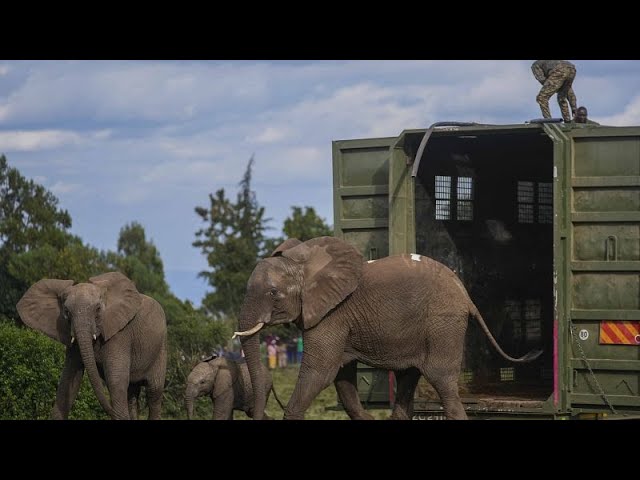 ⁣Elefanten in Kenia müssen umziehen