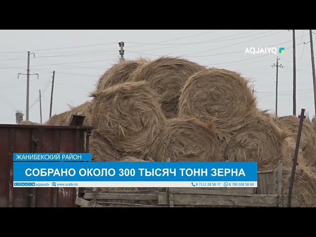 ⁣СОБРАНО ОКОЛО 300 ТЫСЯЧ ТОНН ЗЕРНА