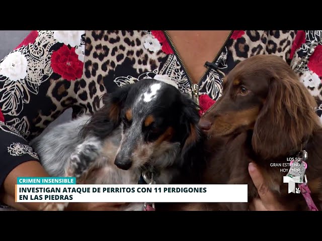 ⁣Investigan cruel ataque a perritos salchichas en Las Piedras