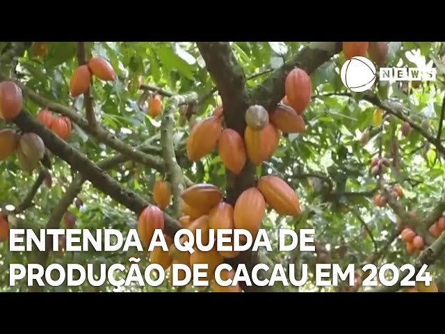 ⁣Conexão Agro: Brasil entrega menos cacau para processadoras em 2024