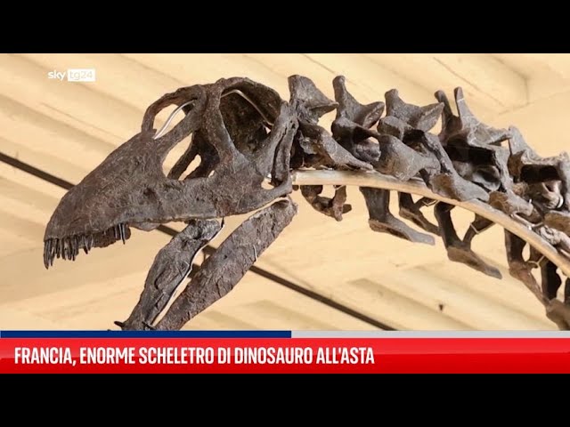 ⁣Uno scheletro di dinosauro va all'asta in Francia