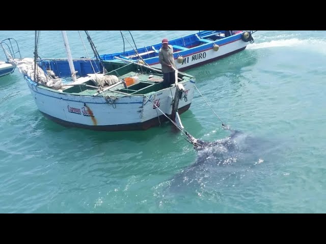 ⁣Piura: Trabajadores protestan tras la prohibición de pesca de mantarraya