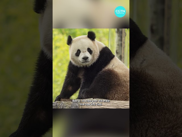 ⁣Two Pandas from China arrive to Washington, D.C.