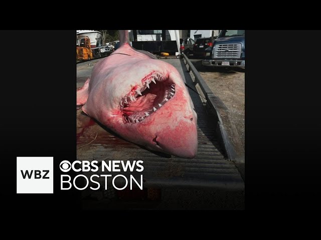 ⁣Tow truck company called to remove shark from Cape Cod beach