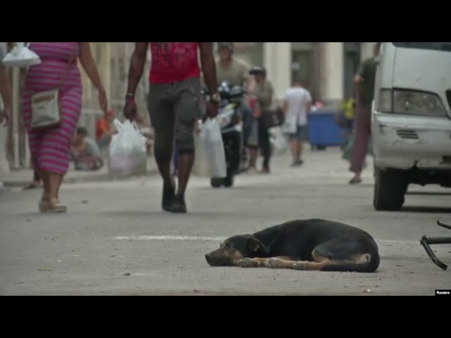 ⁣Info Martí | Mascotas abandonadas