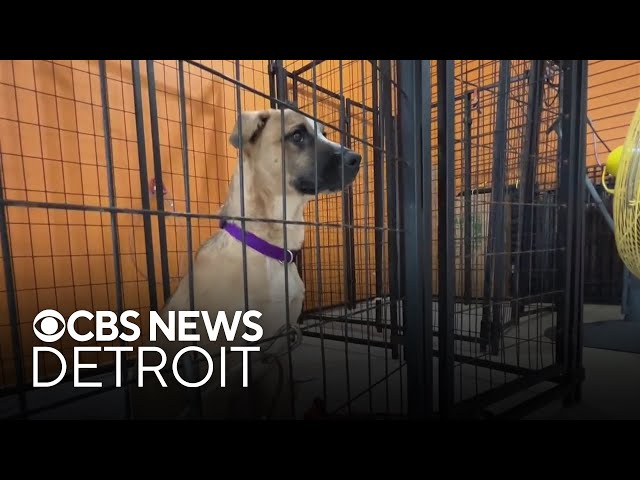 ⁣Michigan animal rescue desperate for donations after social media fiasco