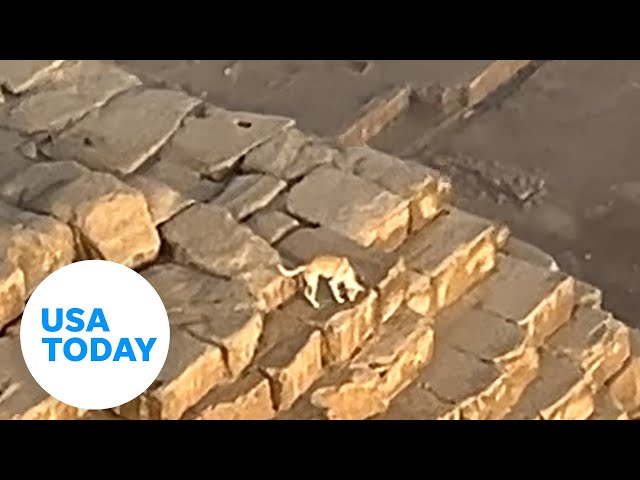 ⁣Paraglider films dog that climbed to top of Great Pyramid of Giza | USA TODAY