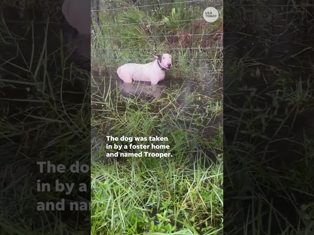 ⁣Man charged with tying dog to fence during Hurricane Milton evacuation #Shorts