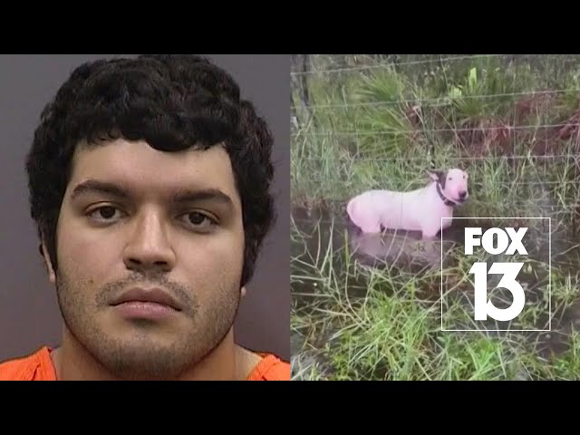 ⁣Dog tied to pole on I-75 ahead of Hurricane Milton, man charged