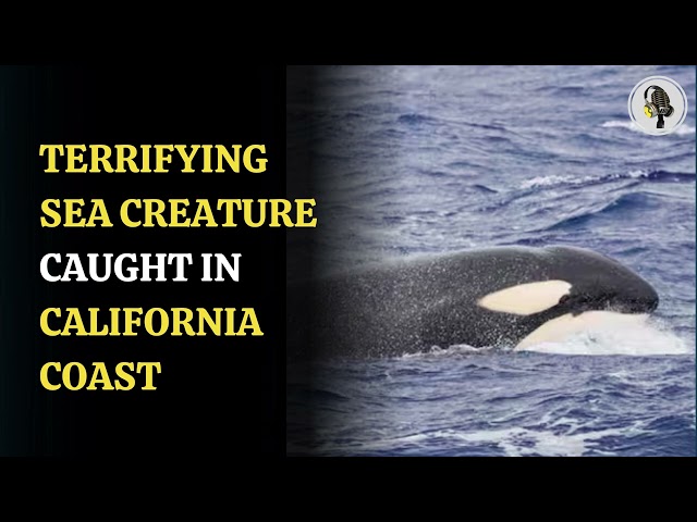 ⁣Terrifying Sea Creature Caught In California Coast | WION Podcast