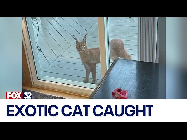 ⁣Suburban homeowners where exotic cat was captured describe moment animal was spotted