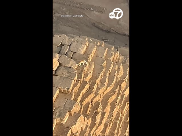 ⁣What is this dog doing at the top of the Great Pyramid of Giza?!