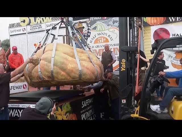 ⁣NO COMMENT: Esta es la calabaza gigante que ha ganado un concurso en California