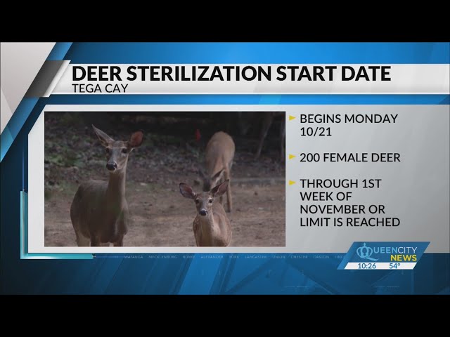 ⁣200 female deer to be sterilized in Tega Cay starting Monday