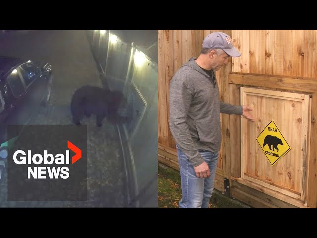 ⁣Super-sized doggy door helps BC family coexist with local black bear