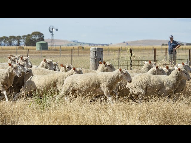 ⁣‘Drop in the ocean’: WA Farmers President slams extra $32 million for WA sheep farmers