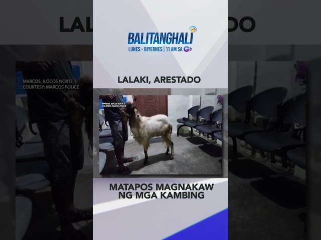 ⁣Lalaki, arestado matapos nakawin ang apat na kambing #shorts | Balitanghali