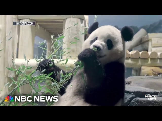 ⁣Pair of giant pandas arrive at National Zoo