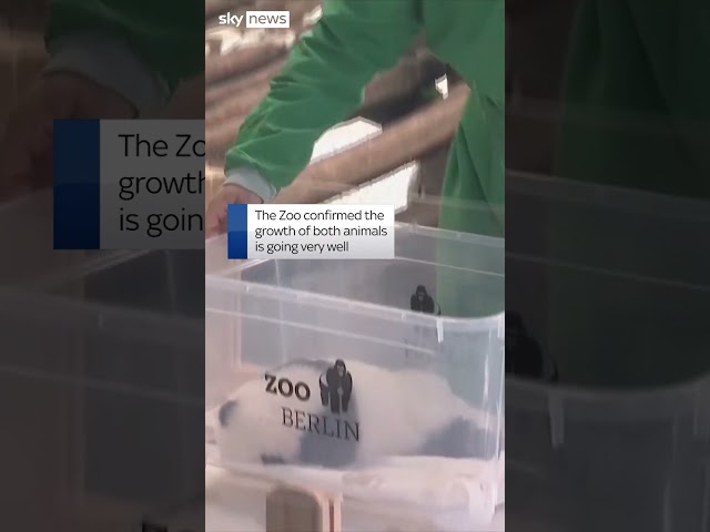 ⁣Baby pandas make zoo debut