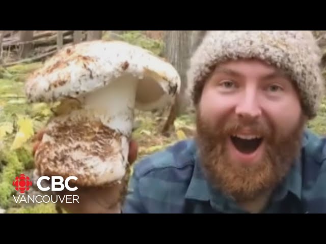 ⁣B.C. mushroom picker finds massive matsutake mushroom