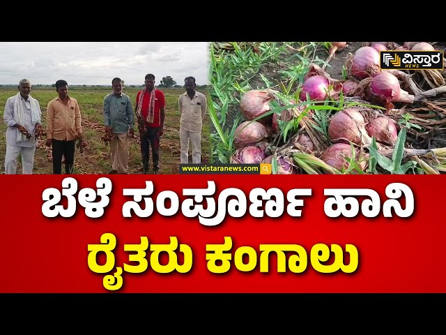 Heavy Rain In Dharawad | ಈರುಳ್ಳಿಗೆ ಪರಿಹಾರ ನೀಡುವಂತೆ ಸರ್ಕಾರಕ್ಕೆ ಆಗ್ರಹ | Dharawad Farmers |Vistara News