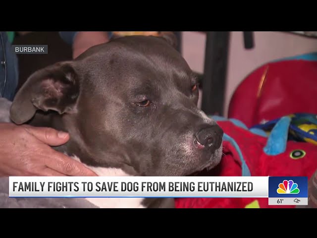 ⁣Burbank family fights to save dog from being euthanized after bite