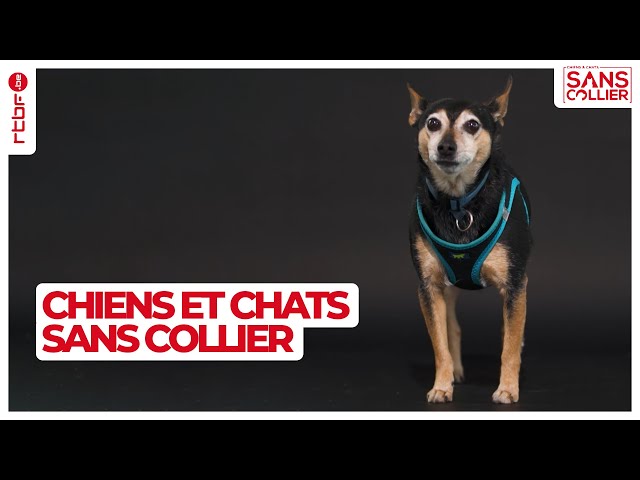 ⁣Au coeur du refuge pour chiens et chats sans collier S06E02