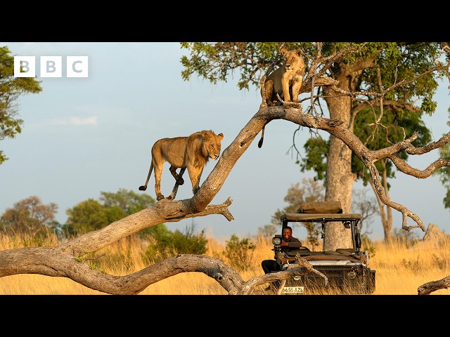 ⁣Relax for 12 minutes behind the scenes of Big Cats 24/7 - BBC