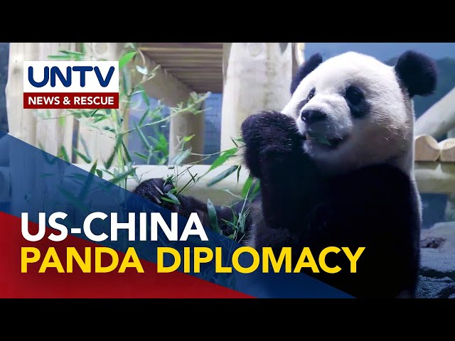 ⁣2 bagong panda, dumating na sa bagong tahanan ng mga ito sa DC Zoo