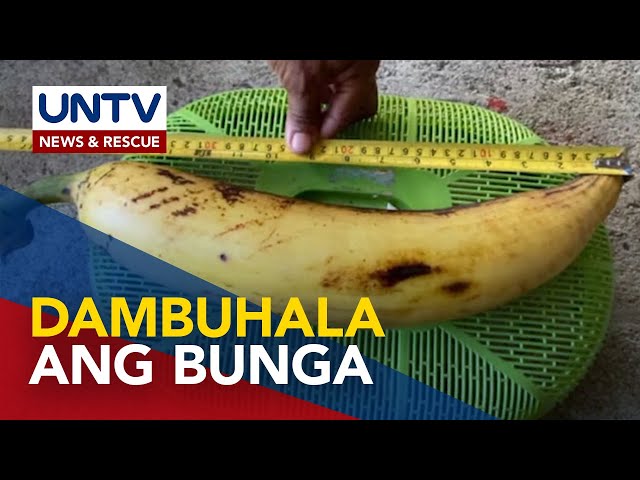 ⁣Dambuhalang saging sa Laoag City, Ilocos Norte, agaw-pansin sa social media