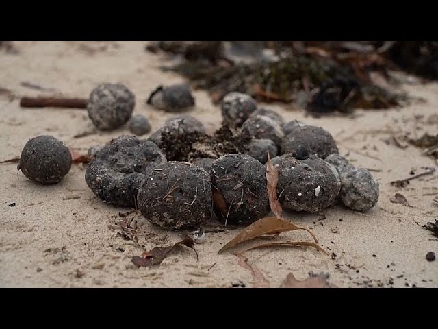 ⁣No Comment : pollution aux mystérieuses boules noires à Sydney