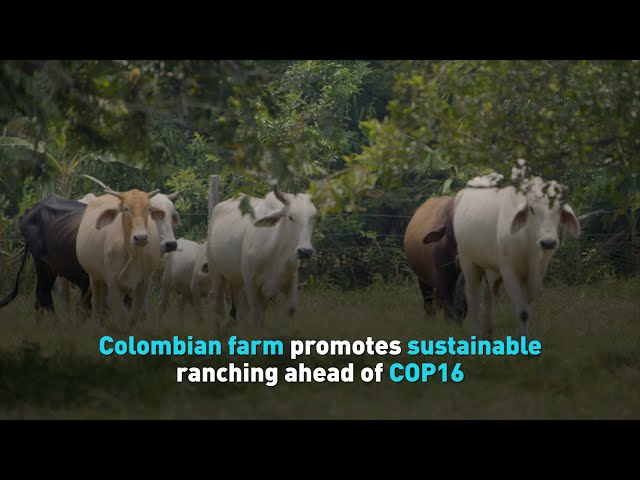 ⁣Colombian farm promotes sustainable ranching ahead of COP16