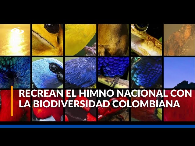 ⁣Así suena el himno nacional de Colombia interpretado por su biodiversidad