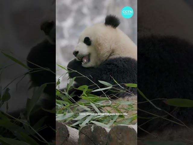 What are the personalities of the new pandas like?